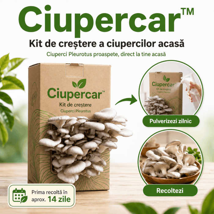 Ciupercar™ – Crește ciuperci Pleurotus proaspete chiar la tine acasă